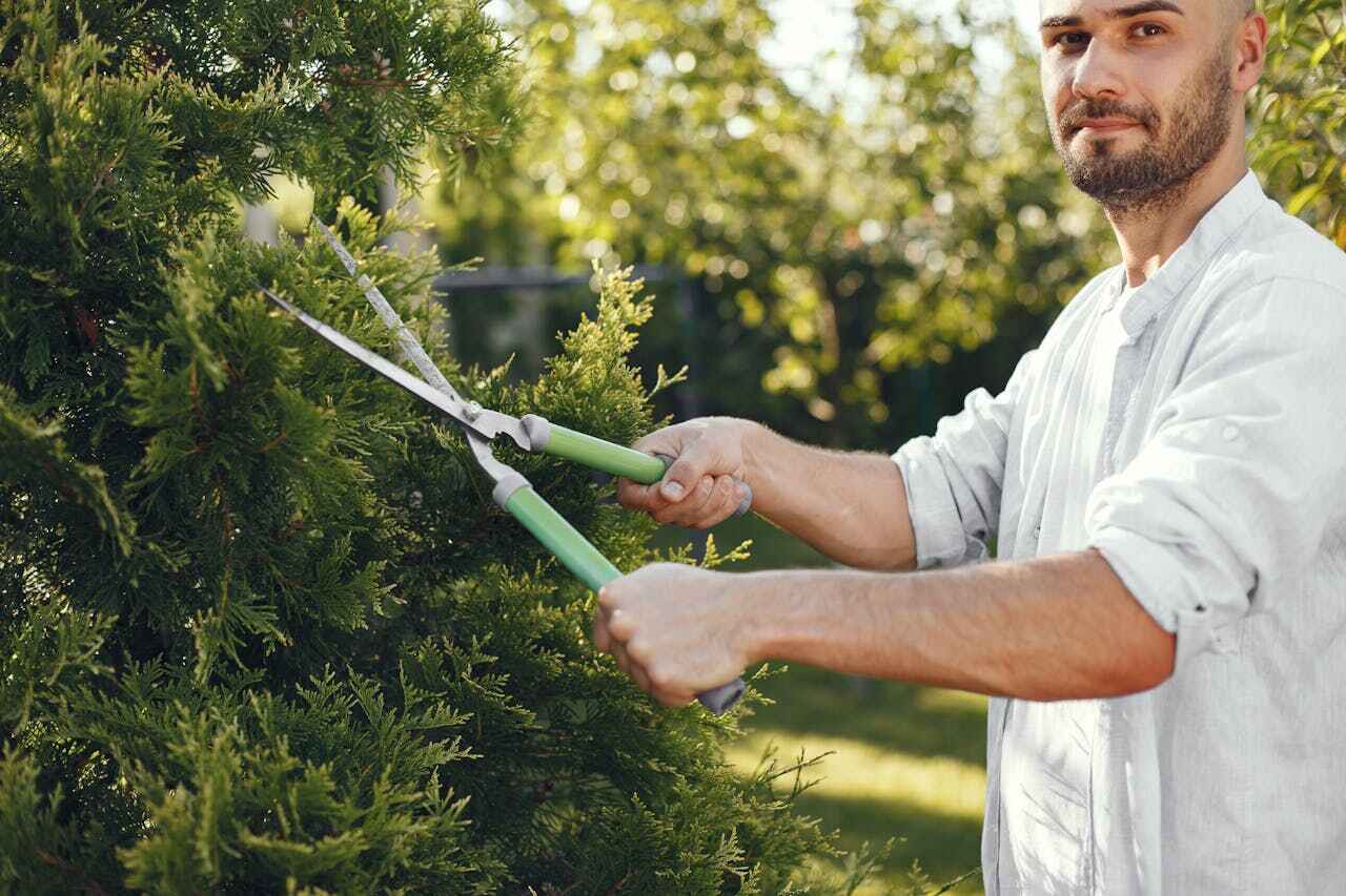 Comprehensive Tree Care